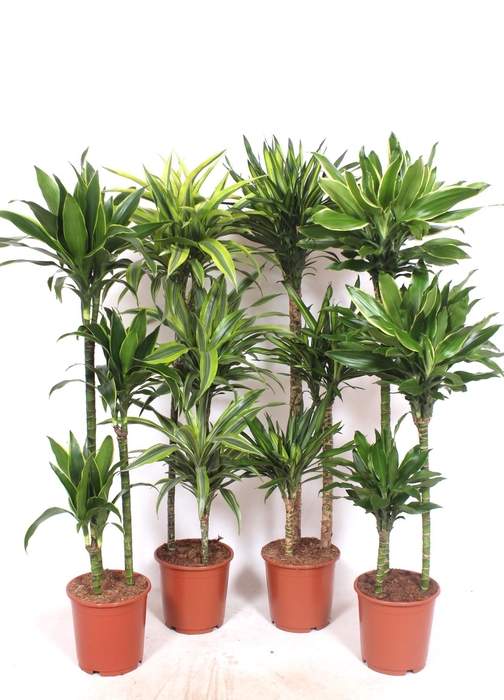 <h4>Dracaena fragrans Mixkar 90-60-30</h4>