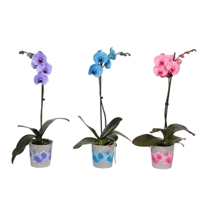 Fiore Mix Phal I Am Mix 1T9+