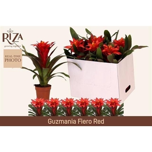GUZM FIERO RED