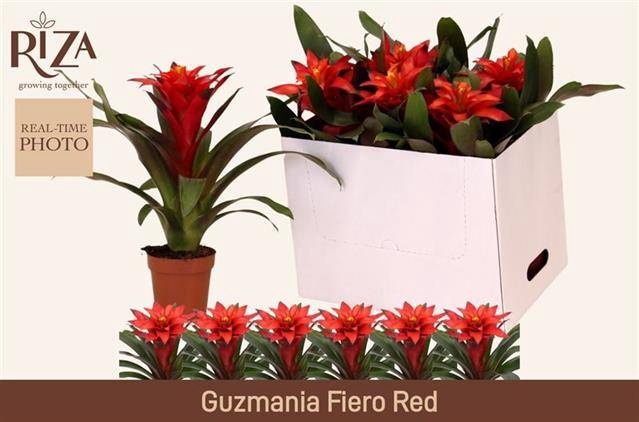 <h4>GUZM FIERO RED</h4>