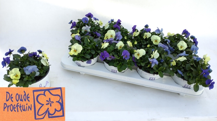 <h4>VIO TRICOLOR</h4>