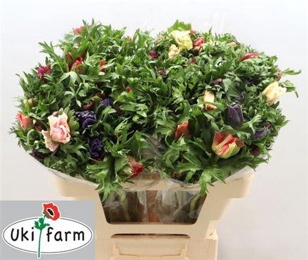 <h4>Anem Gem Bs</h4>