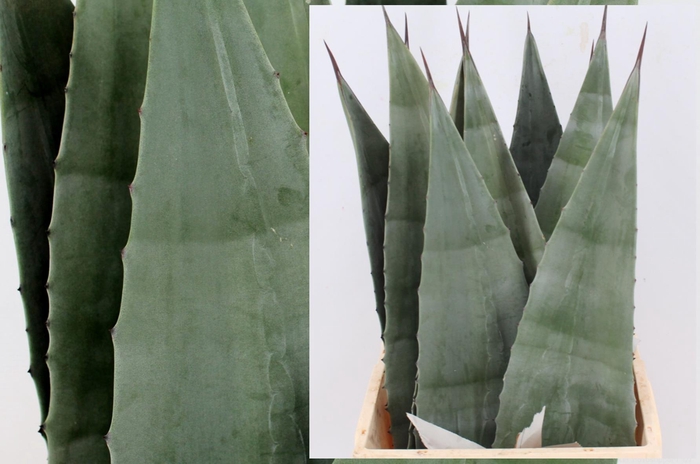 <h4>Agave americane bleu</h4>
