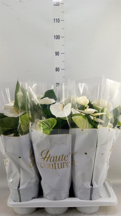 <h4>Anthurium andr. 'Alpine'</h4>