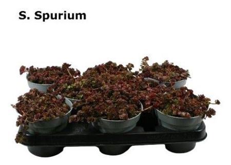 <h4>Sedum Spurium</h4>