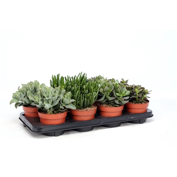 <h4>Crassula mix 12 cm</h4>