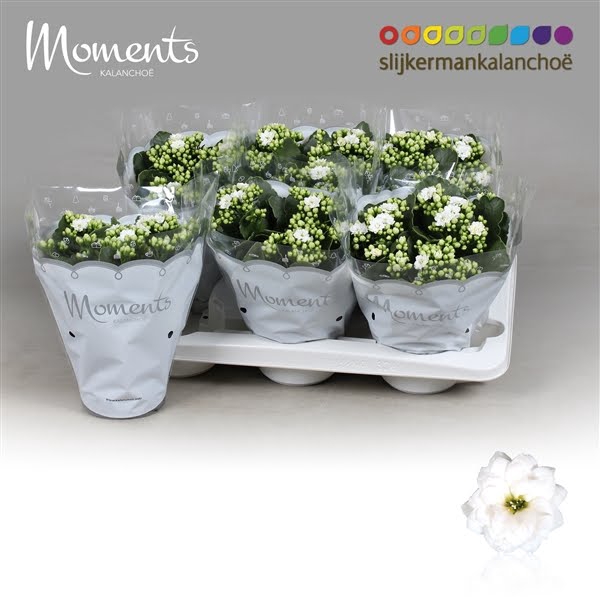 <h4>Kalanchoe Moments - White</h4>