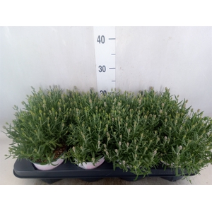 Lavandula angus. 'Rosea'
