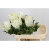Protea Cyn. Ayoba Arctic Ice
