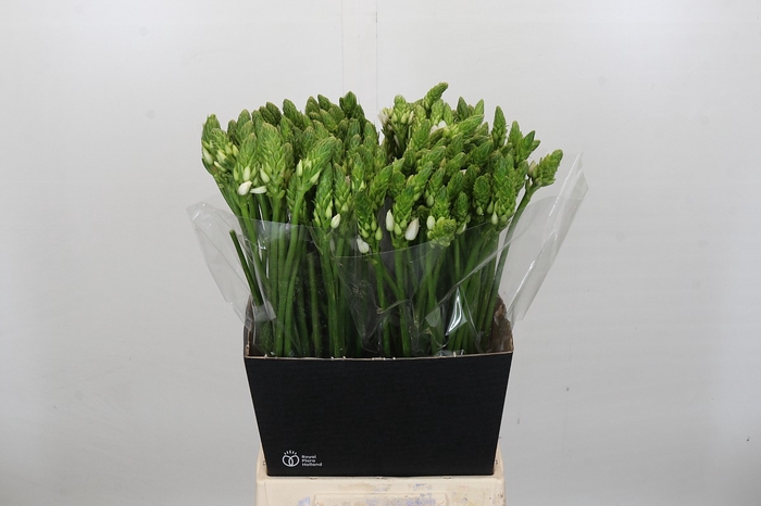 <h4>Ornithogalum Thyrsoides BIG WHITE</h4>