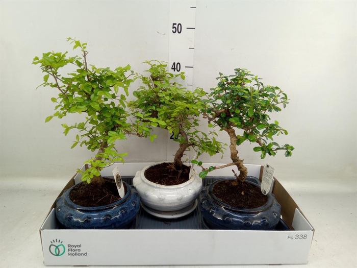 <h4>Bonsai ...mix</h4>