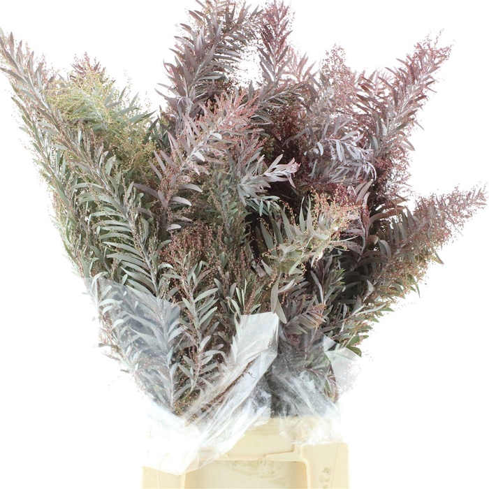 <h4>Mimosa Luna Argento Abs Red</h4>