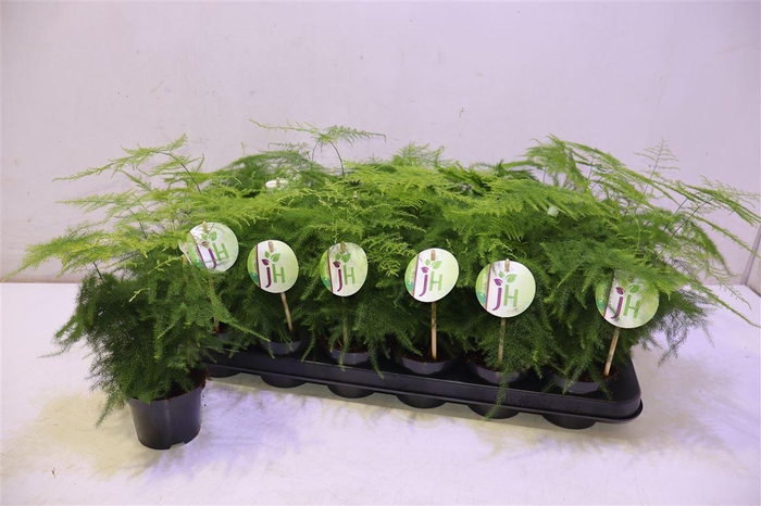 <h4>Aspar Setaceus</h4>