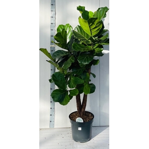 FICUS LYRATA