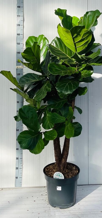 <h4>FICUS LYRATA</h4>