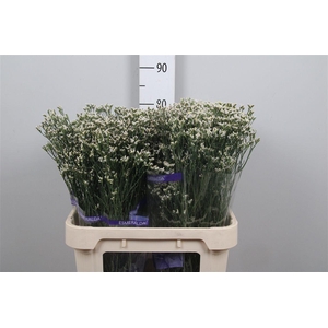 Lim Sin White Lace (parfumed)