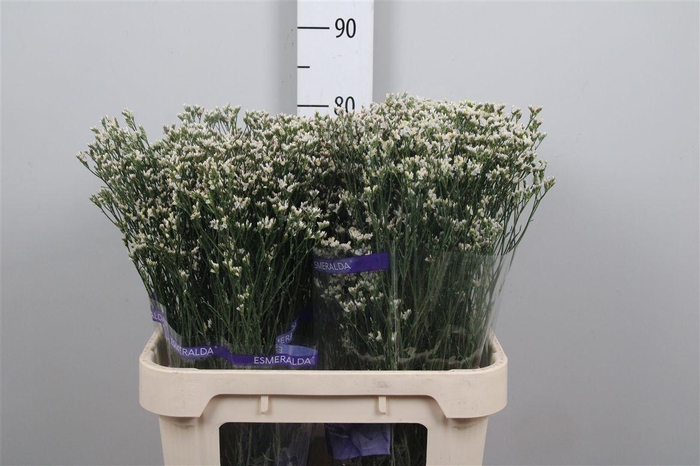 <h4>Lim Sin White Lace (parfumed) (box)</h4>