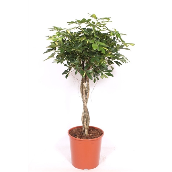 <h4>Schefflera Gold Capella</h4>