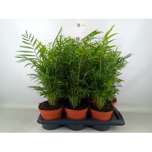 Chamaedorea elegans
