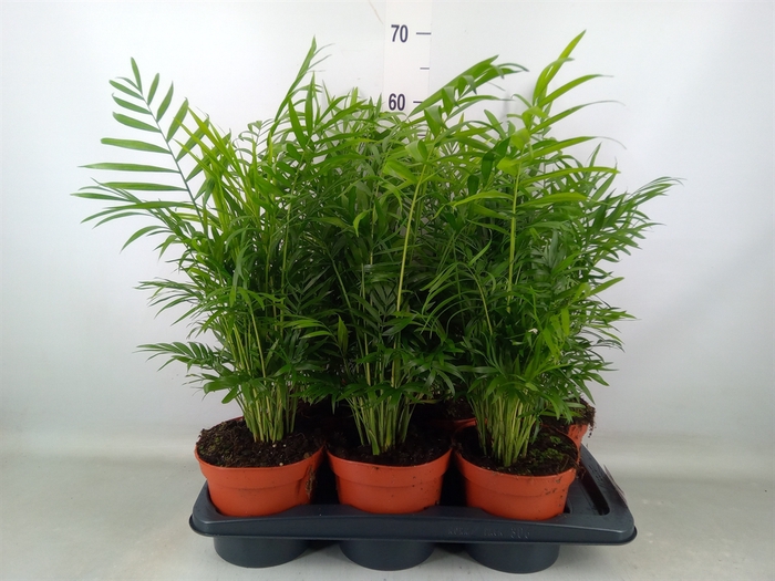 <h4>Chamaedorea elegans</h4>