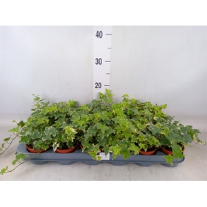 Hedera helix 'Eva'