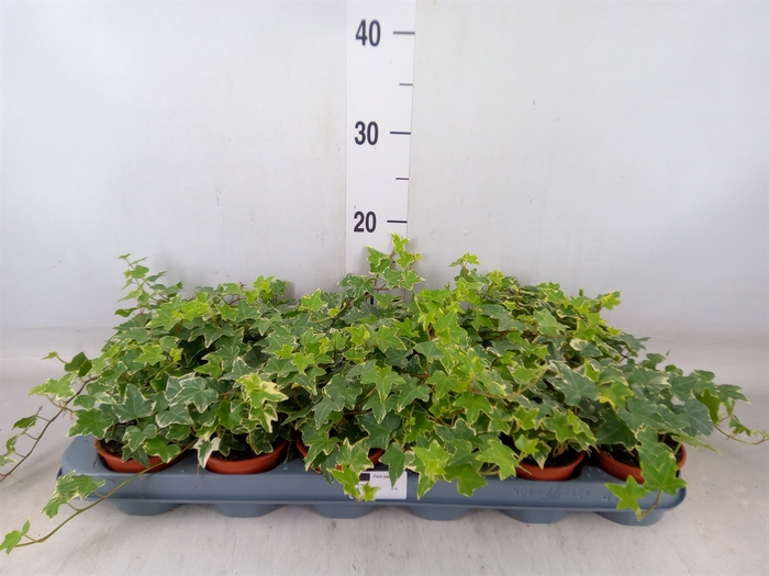 <h4>Hedera helix 'Eva'</h4>