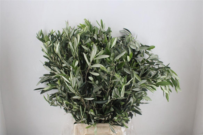 <h4>Olijf 300gr P Bunch</h4>