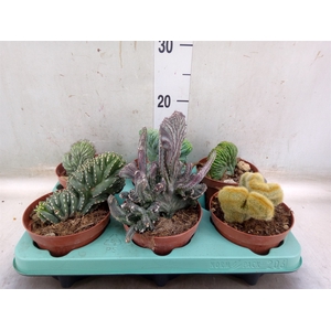 Cactus   ...mix  3