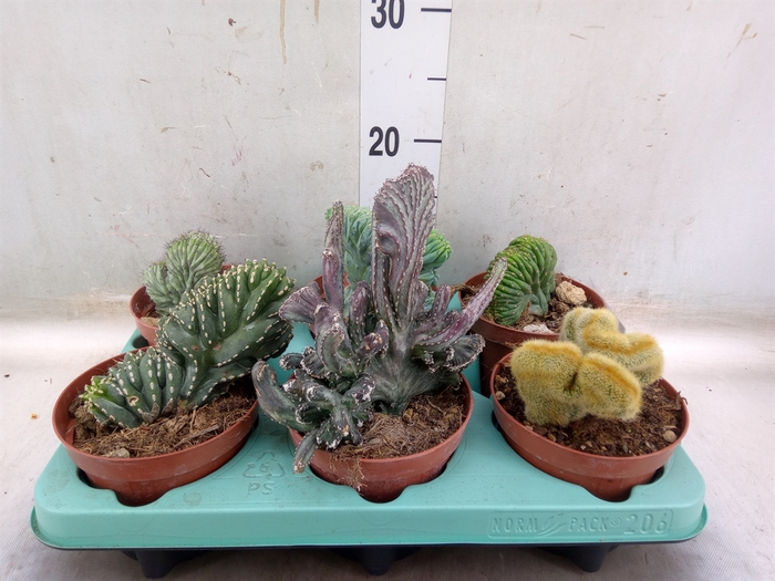 <h4>Cactus   ...mix  3</h4>