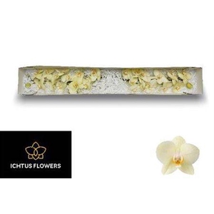 Phal Anthura Detroit