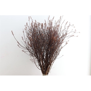 Myrica Gale (gagel) P Stem