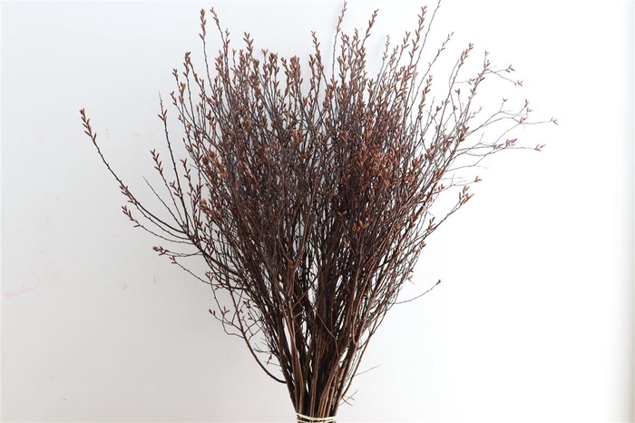 <h4>Myrica Gale (gagel) P Stem</h4>
