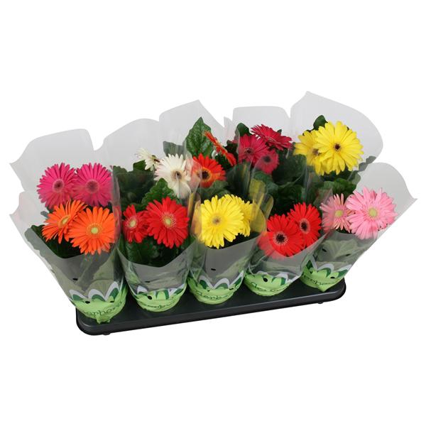 <h4>Gerbera belicht 2+bl 12cm basic</h4>