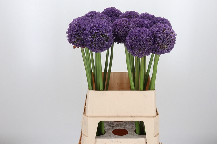 <h4>Allium Ambassador</h4>