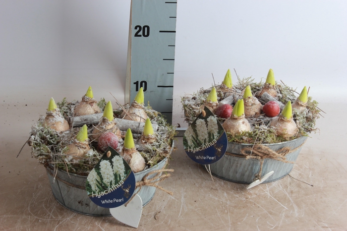 <h4>ARR HYACINTH</h4>