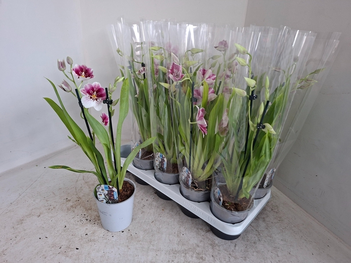 <h4>MILTONIOPSIS OV</h4>