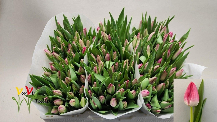 <h4>TU EN JOELLE</h4>