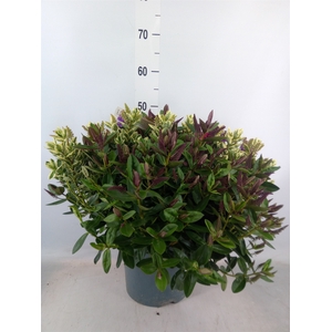 Hebe  'Addenda'   ...mix in pot