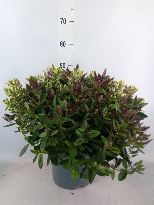 <h4>Hebe  'Addenda'   ...mix in pot</h4>