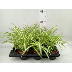 Chlorophytum com. 'Variegatum'