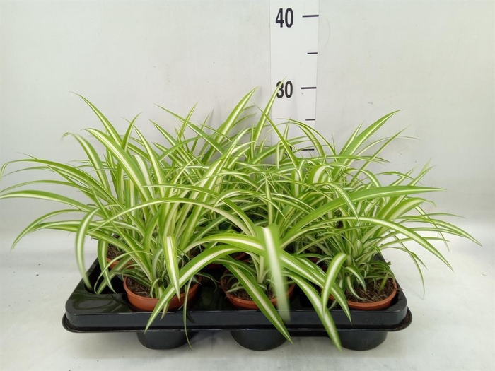 <h4>Chlorophytum com. 'Variegatum'</h4>