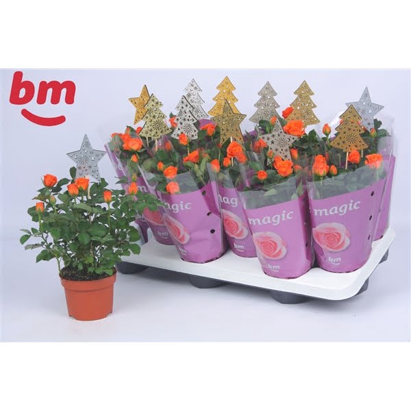 <h4>Rosa Orange Jewel Beau Monde (10,5 cm) met bijsteker kerst</h4>