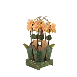 Signature Golden Nature Cover Phal Pocahontas 2T16+