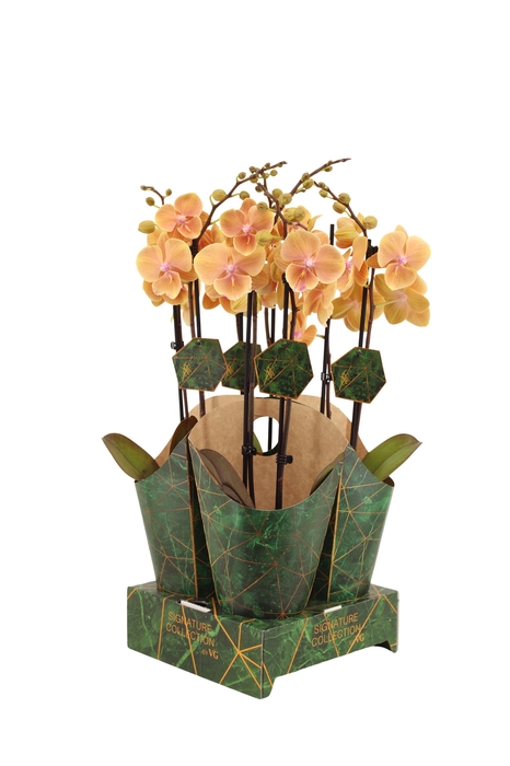 <h4>Signature Golden Nature Cover Phal Pocahontas 2T16+</h4>