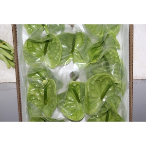 ANTHURIUM MIDORI 9/11 035 CM DIAM MIN 9 CM VERDE