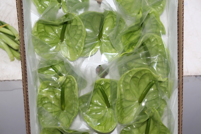 <h4>ANTHURIUM MIDORI 9/11 035 CM DIAM MIN 9 CM VERDE</h4>