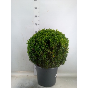 Buxus semp.   ...