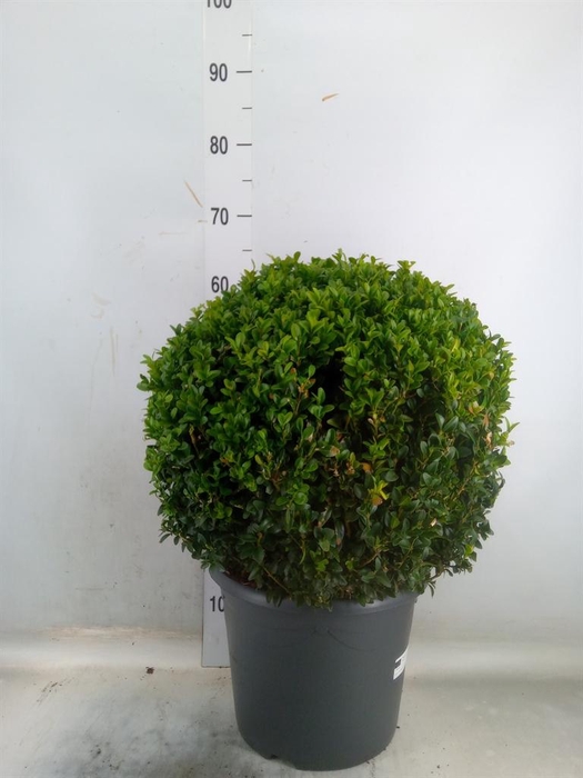 <h4>Buxus semp.   ...</h4>