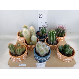 Cactus   ...