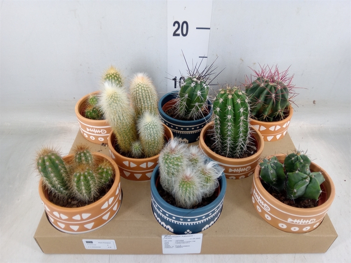 <h4>Cactus   ...</h4>